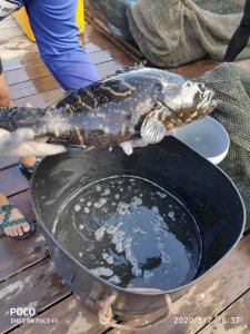 Tiger Dragon Grouper aka Kerapu Hybrid