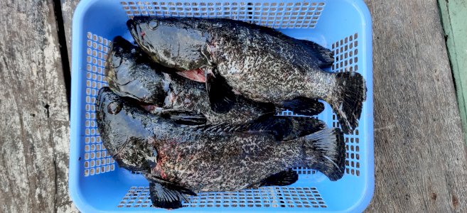 Tiger Dragon Grouper aka Kerapu Hybrid