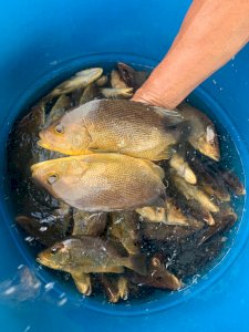 Golden Snapper / Unga