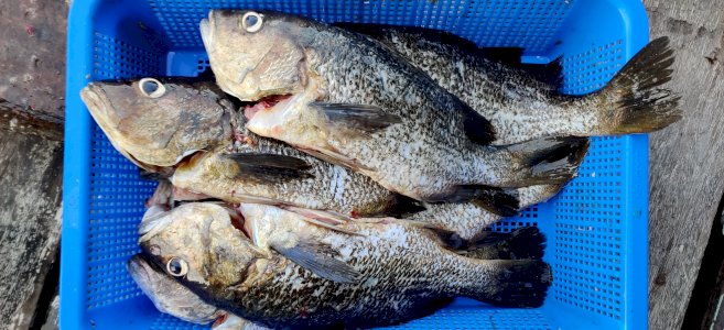 Golden Snapper / Unga