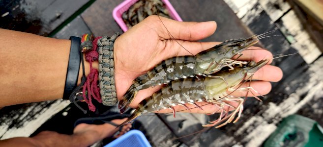Tiger Prawn 
