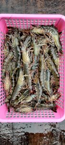 Tiger Prawn 