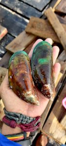 Fresh Green Mussels / Kupang
