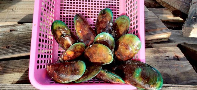 Fresh Green Mussels / Kupang
