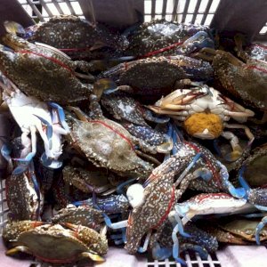 Live Flower Crab / Ketam Bunga