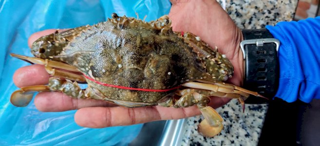 Live Flower Crab / Ketam Bunga