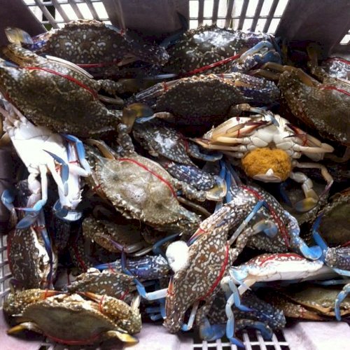 Live Flower Crab / Ketam Bunga Singapore's One Stop Digital Bazaar Platform Where Else